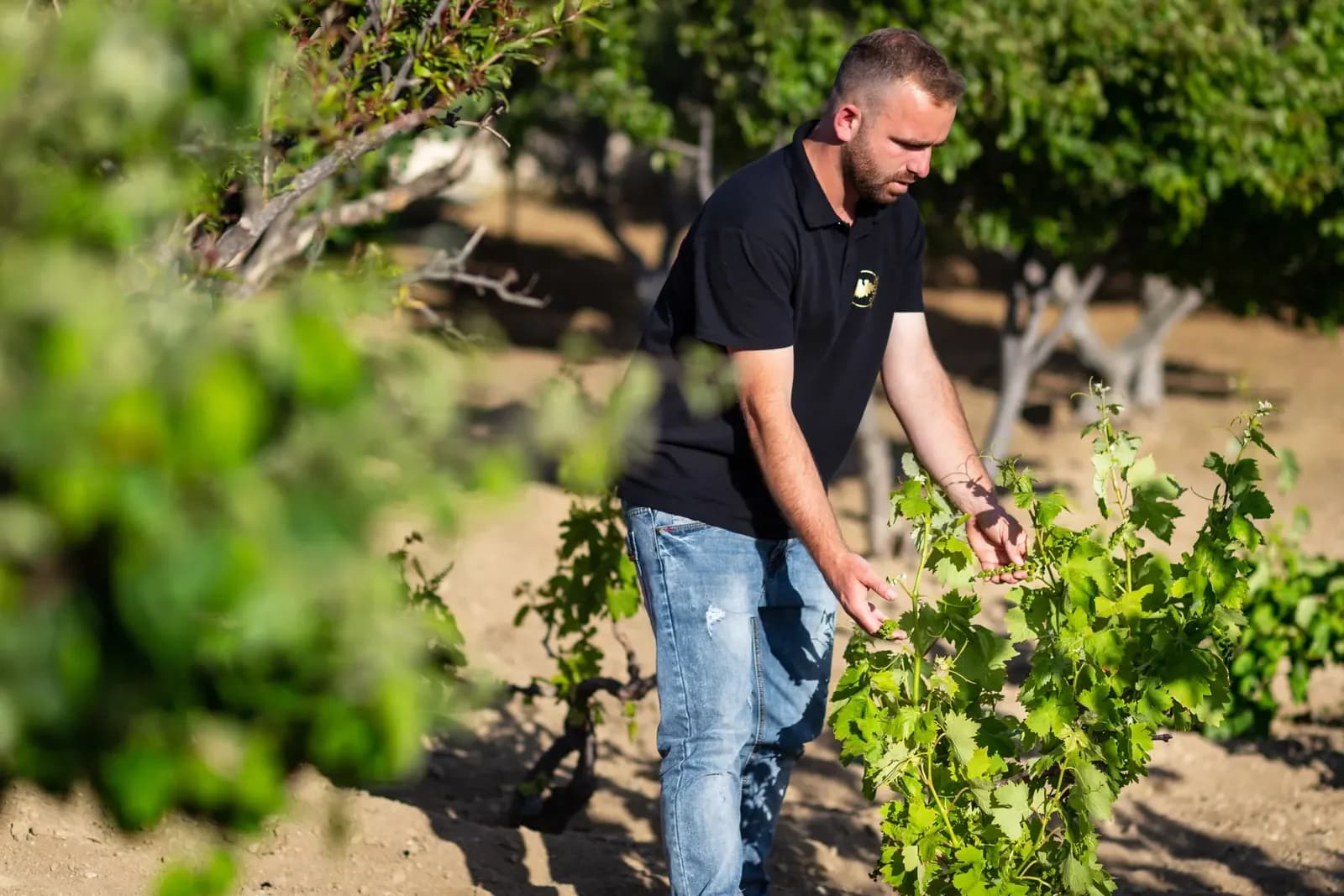 Tending the vines in the Mykonos vineyard