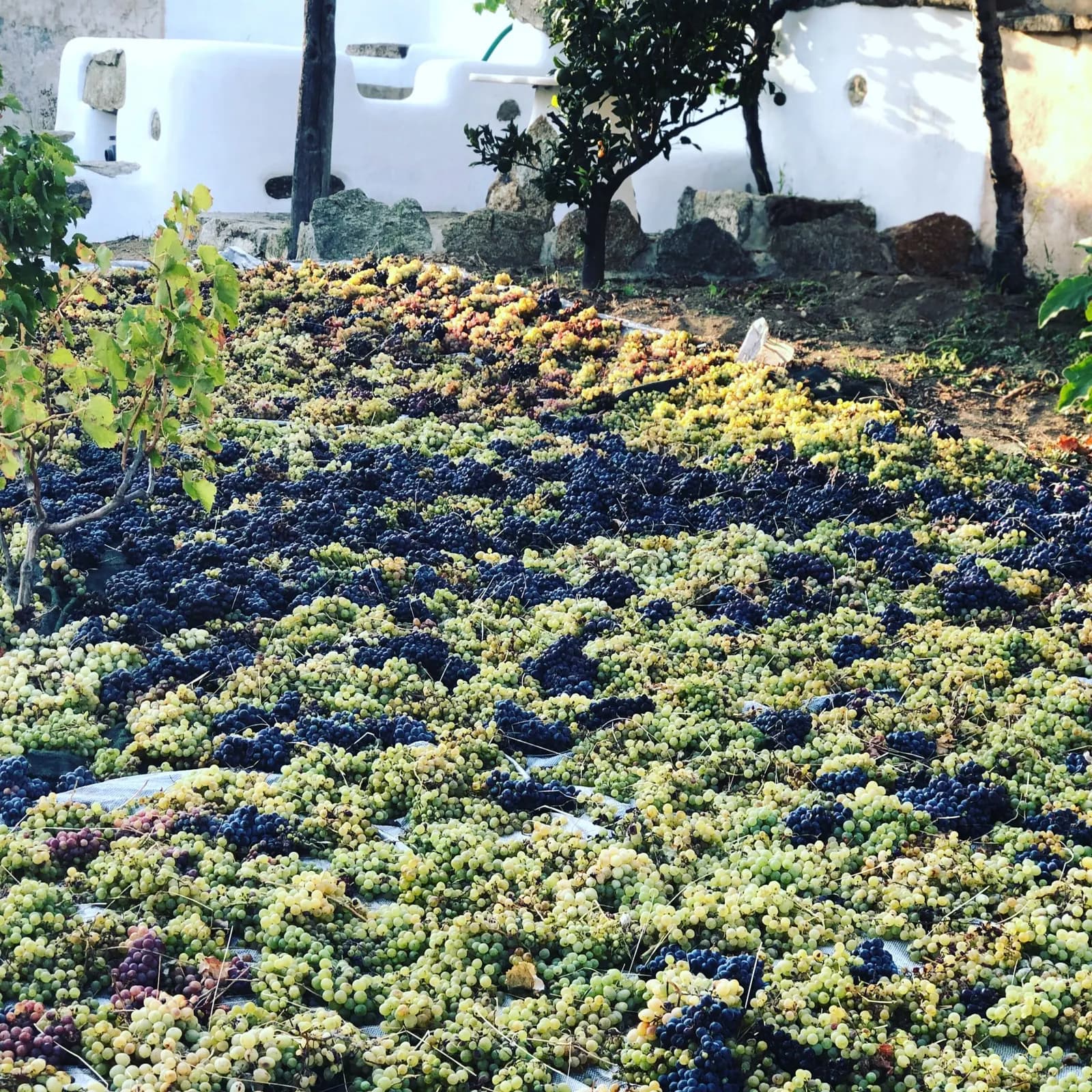 Vinery tour through the Mykonos vineyard